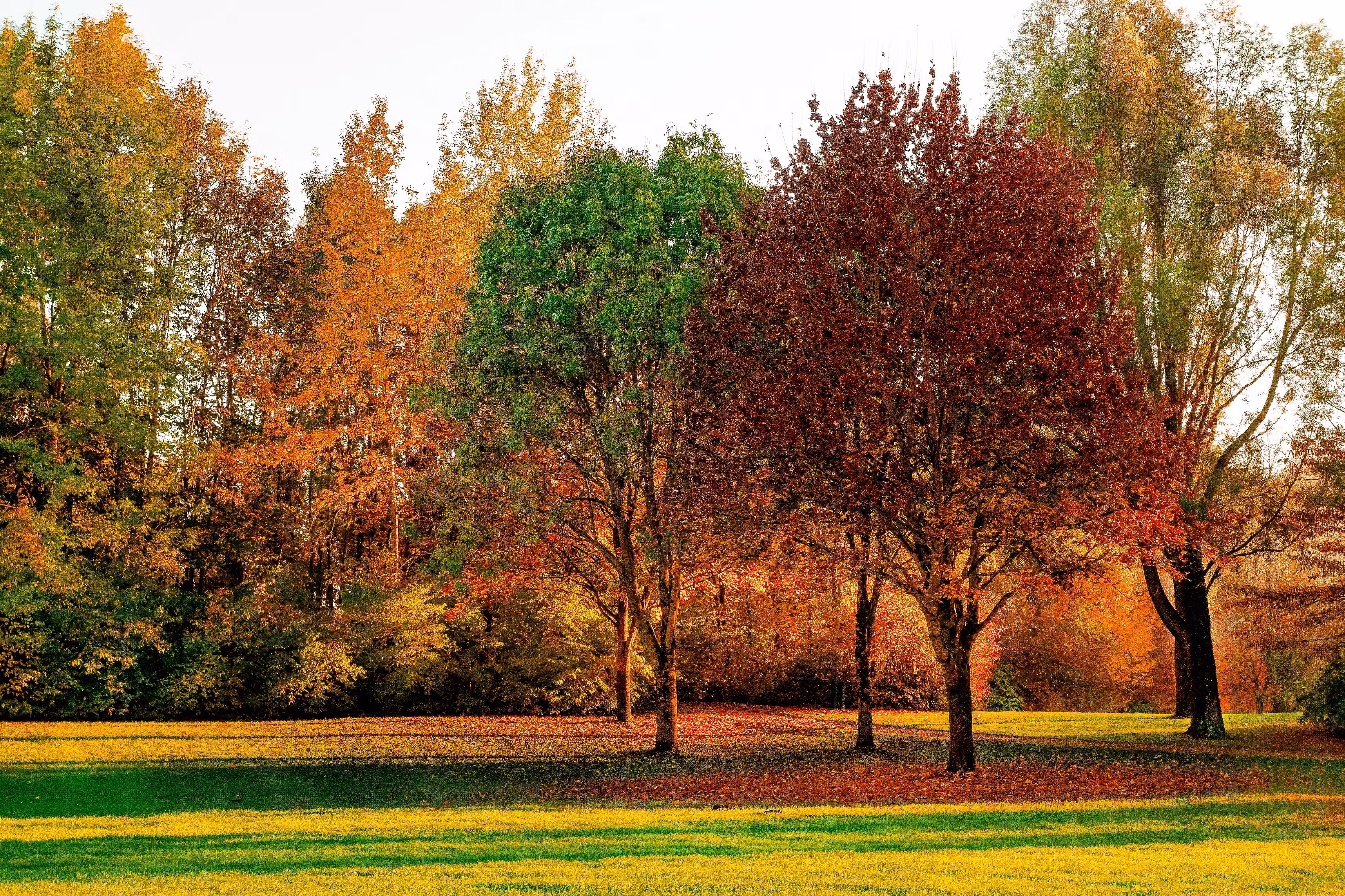 The Best Photoshoot Locations in Monsey, NY for Stunning Family Pictures